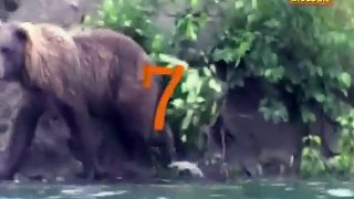 Top 7 Best Eagle Attacks (GRIZZLY,KANGAROO...& MAN)