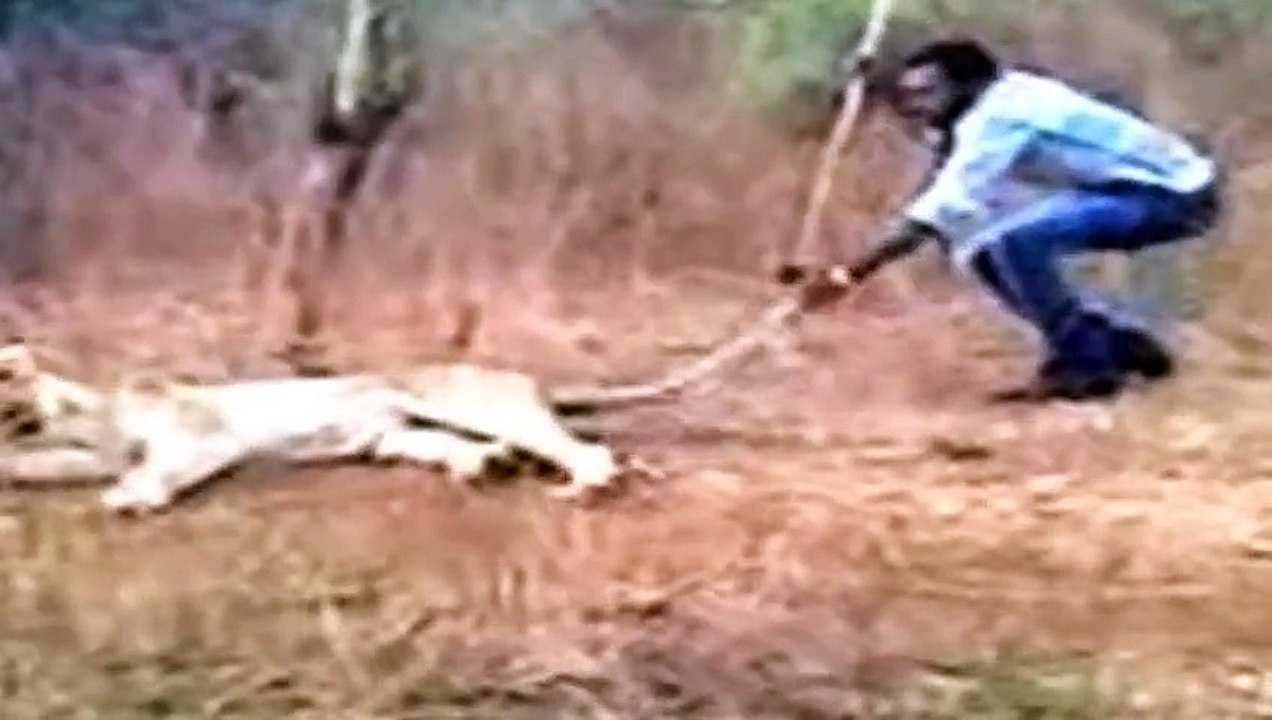 Video  Man teases lion in Indian forest