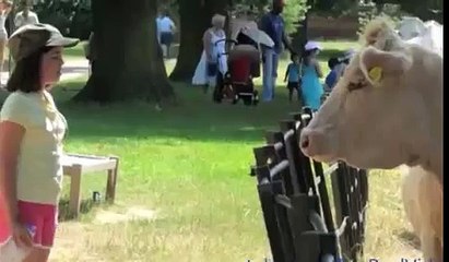 When Animal Attack , Animal Attack Human Funny Compilation [ HD VIDEOS ]