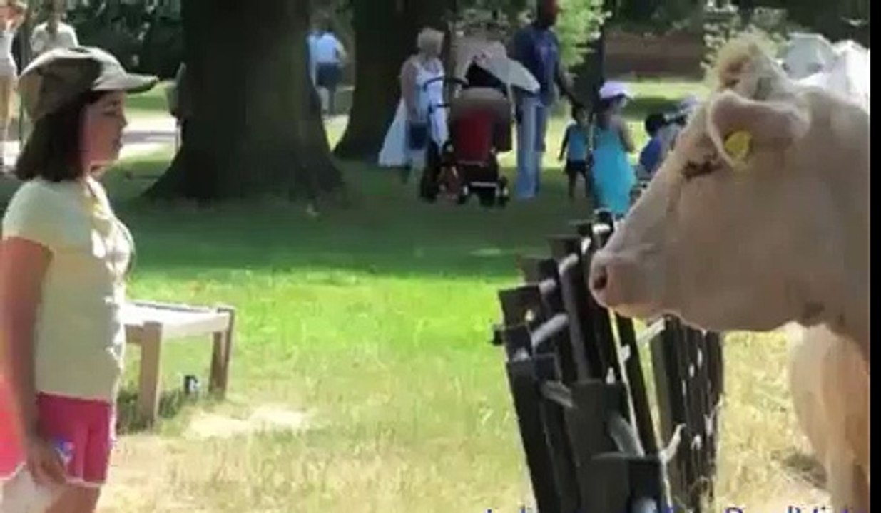 When Animal Attack , Animal Attack Human Funny Compilation [ HD VIDEOS ]