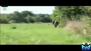 When Animal Attacks Human - Amazing Video Compilation