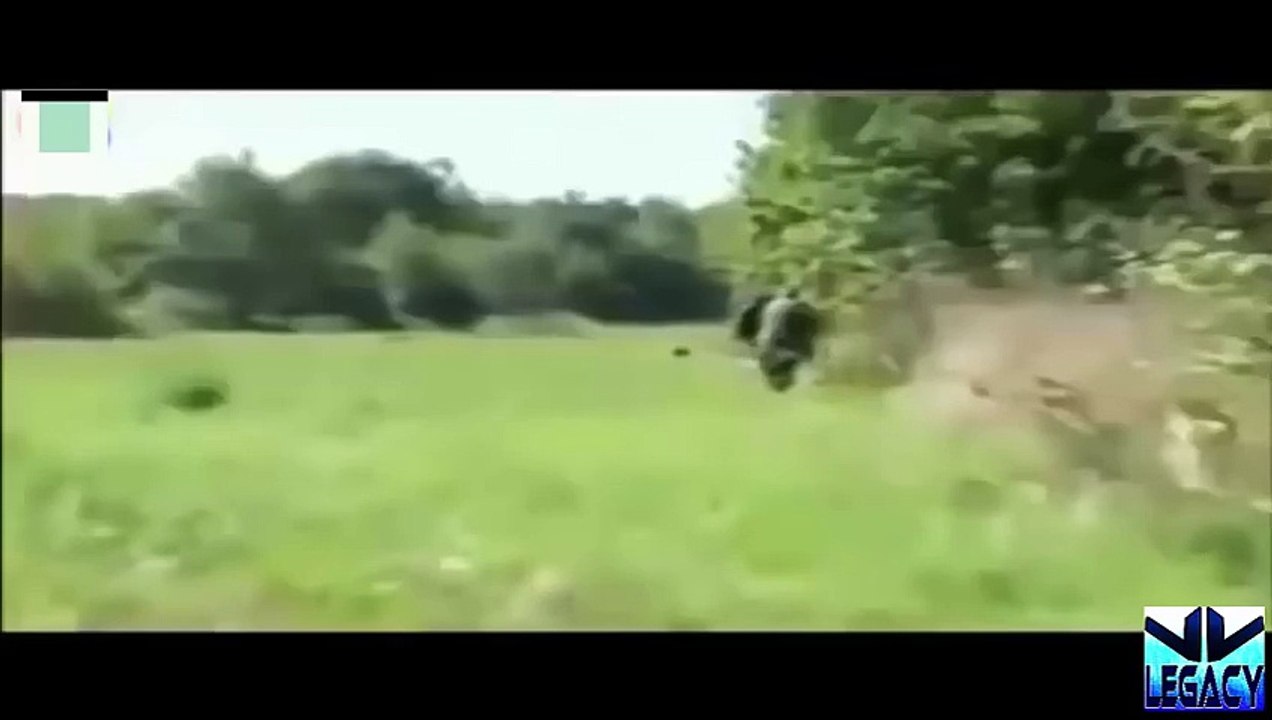 When Animal Attacks Human - Amazing Video Compilation