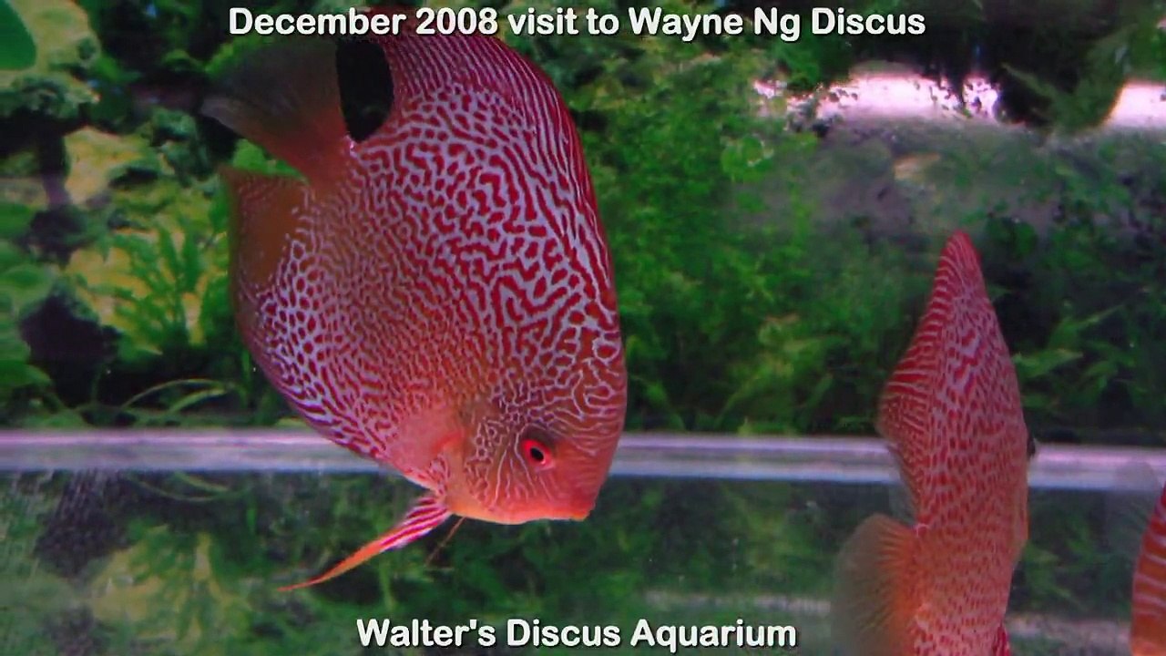 Wayne Ng discus (Spotted varieties)