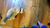 Clicker Target Training Session with KiKi and Bella (Siamese Mix Cats)
