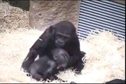Two little  gorilla brothers playing gently.Sure will miss watching them :-(