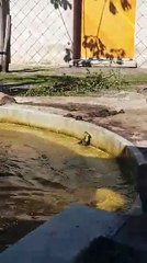 Un caneton aidé par deux hippopotames