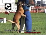 Cães Policia Serviço Segurança  - Por Celso Alves