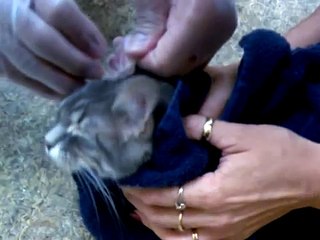 Ear mites