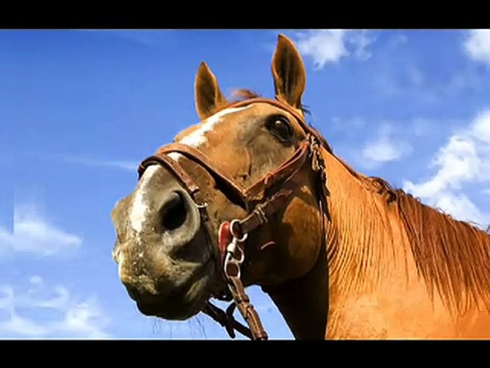 Wild Horses - Infographics - Discovery Channel