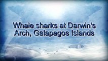 Whale Sharks in the Galapagos Islands