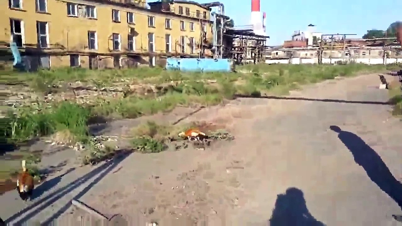 Aggressive ducks