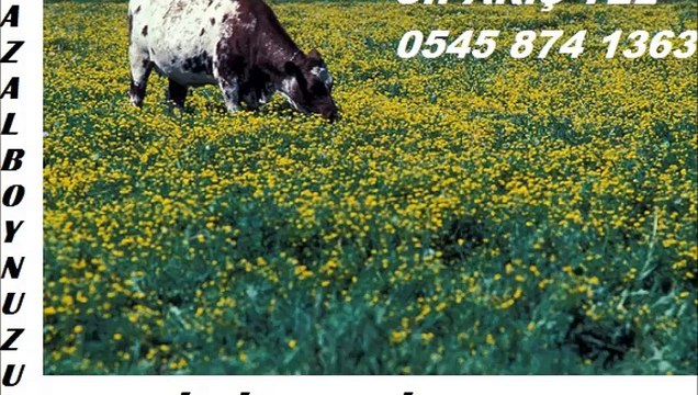 gazal boynuzu fiyatları, gazal boynuzu nasıl ekilir, gazal boynuzu satışı, gazal boynuzu satış fiyatları, gazal boynuzu kg fiyatı 90,00 TL.