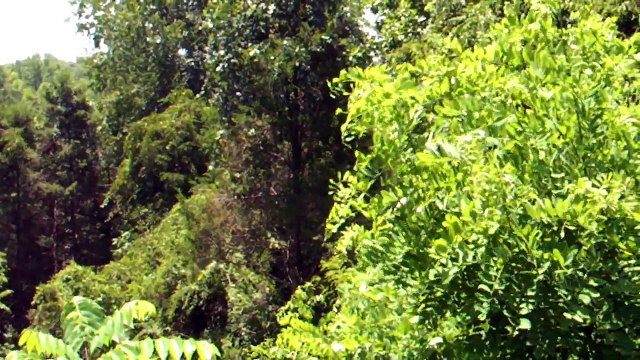 Saura Native American Indian Tribal Village Discovered in Martinsville, Virginia