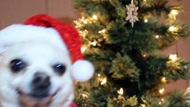 CHRISTMAS SONG!  ADORABLE SINGING CHIHUAHUA PUPPY DOG!!!