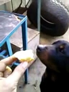 LLEVAMOS EL ATLETI EN LA SANGRE !!!