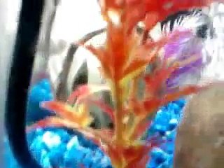 Meu Aquario de Agua Doce