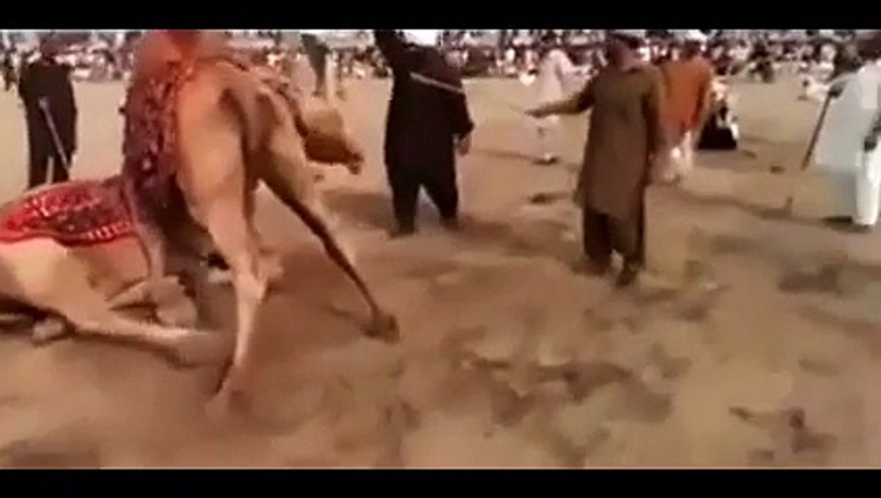 Two camels terrible fighting