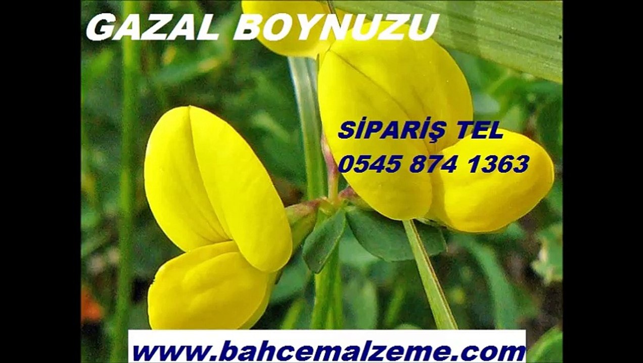 GAZAL BOYNUZU FİYATLARI, GAZAL BOYNUZUSATIŞI, GAZAL BOYNUZU TOHUMU, GAZAL BOYNUZU NE ZAMAN EKİLİR, 1 KG GAZAL BOYNUZU NE KADAR YER KAPLAR