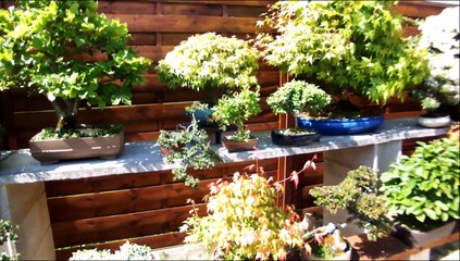 Au jardin du Bonsaïs à Bruay-La Buissière