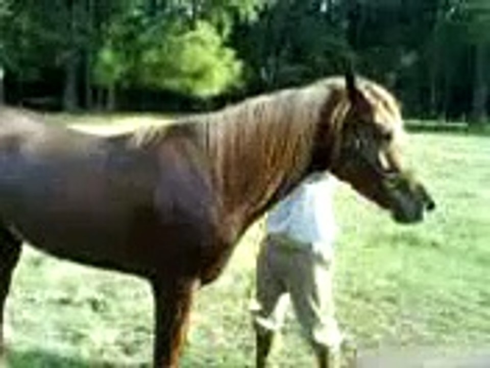 PREPARACIÓN DE UN CABALLO DE CARRERA ÁRABE
