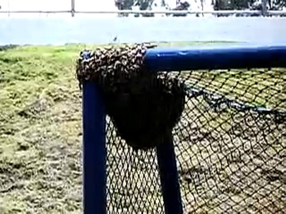 Bee swarm removal Ferndale