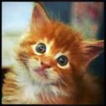 Mi conejito y mi gatica :3 ♥.♥ #animals #animal #pet #TagsForLikes #dog #cat #dogs #cats #photooft