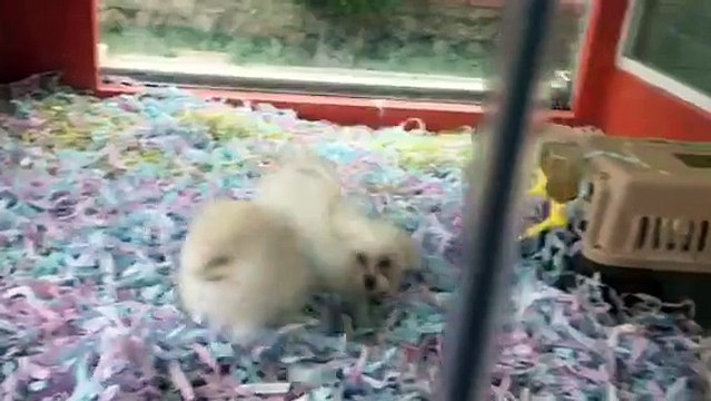 SATILIK BOO VE MALTESE TERRİER YAVRULARI