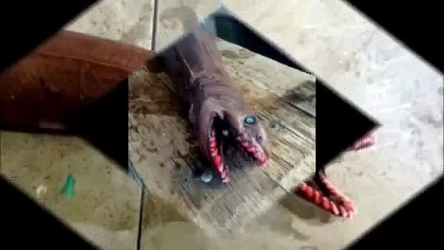 Throw it back! Fishing trawler crew discover terrifying prehistoric shark with 300 TEETH a