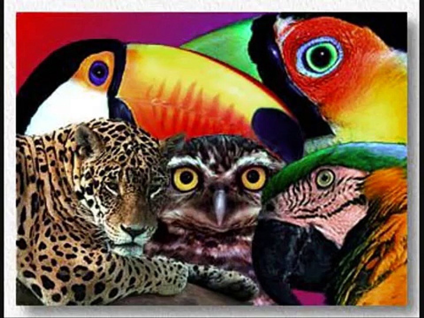 ARAUTOS DO REI - A HISTÓRIA DOS ANIMAIS
