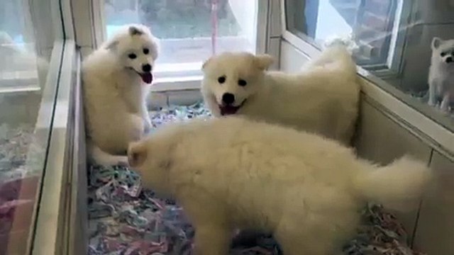 SATILIK KARBEYAZ SAMOYED YAVRULARI