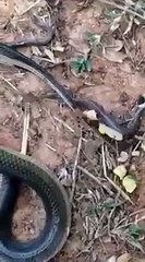 Snake Giving child