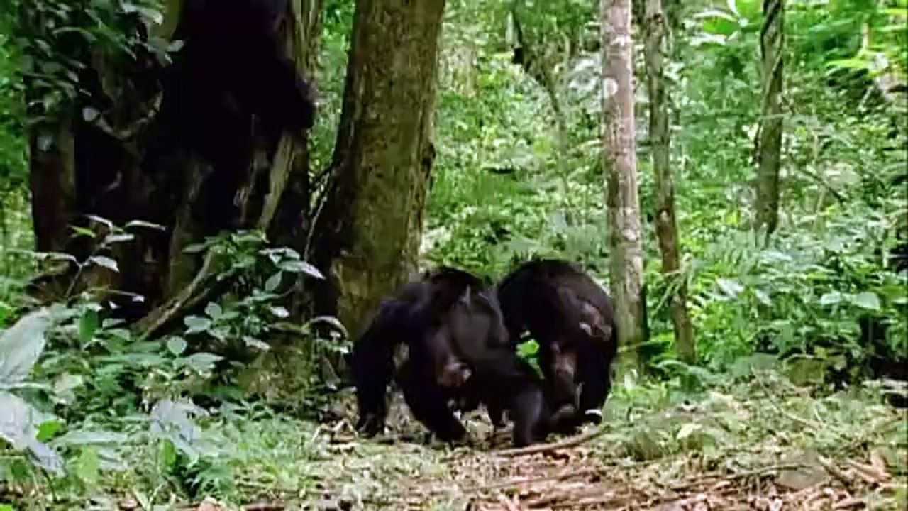 Qui singe qui_Le mâle