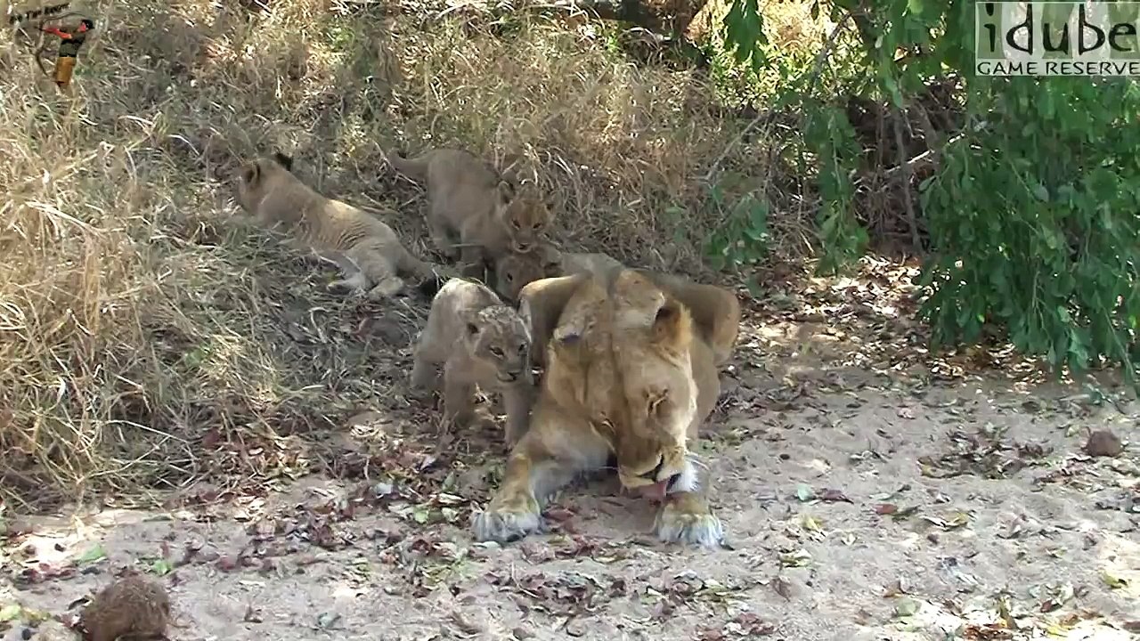 Cute Playful Lion Cubs and Mum in the Wild