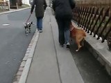 Neben einem Hund laufen