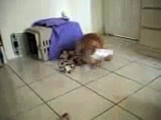 my pom got stuck in a goldfish bag