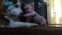 Cet Husky géant et ce bébé sont totalement inséparables