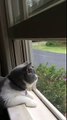 Cat Sings With The Birds ( SO CUTE )