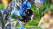 1/1 Tourisme en Bolivie au Lac Titicaca Découvrez l'ile du Soleil ses insectes et ses fleurs -- Visit Bolivia on Lake Titicaca Discover sun island insects and flowers -- Tourismus in Bolivia Erreichen Sonneninsel --  Turismo in Bolivia Lago Titicaca