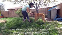 Comment apprendre le pas espagnol à son chien - TUTOS