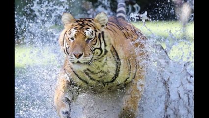 Bengal tigers reach speeds of 47MPH in water, Incredible show of three || Must Watch