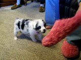 Baby Frankie - Attack Dog/Australian Shepherd Puppy