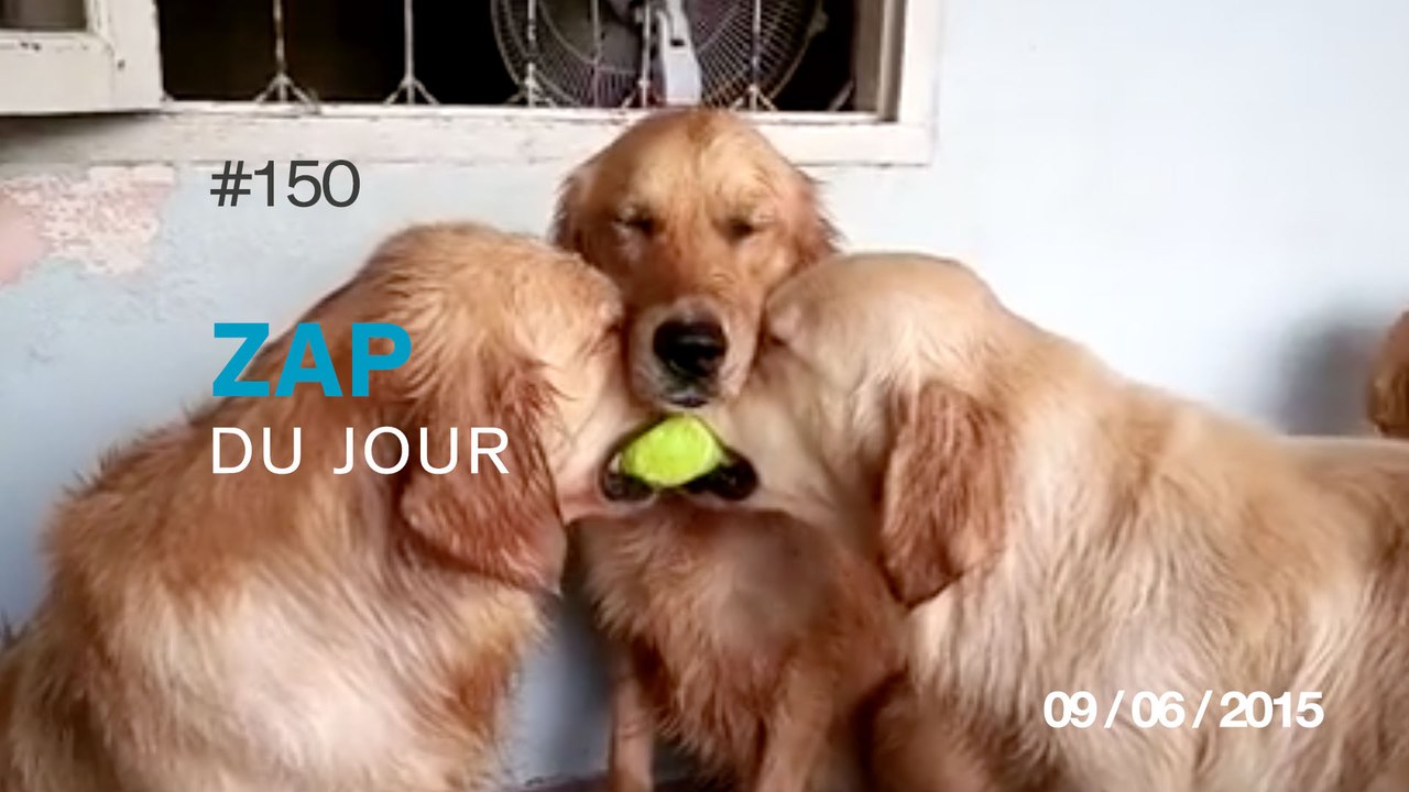 ZAP DU JOUR #150 : L'idiot du jour / 3 chiens, 1 balle / Avalanche Vs Lapin / Publicité : Nike - Hypervenom ll /