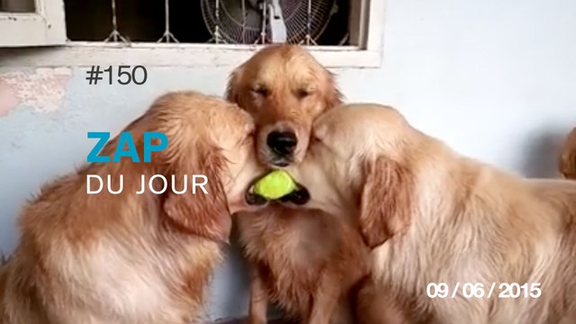 ZAP DU JOUR #150 : L'idiot du jour / 3 chiens, 1 balle / Avalanche Vs Lapin / Publicité : Nike - Hypervenom ll /