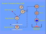 Stem Cells: What are Nuclear Transplant Stem Cells?