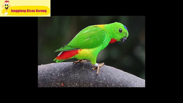 Suara Kicau Burung Serindit Gacor