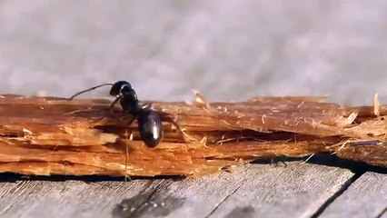 Mira la reacción de esta hormiga al beber vodka