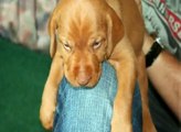 Hungarian WireHaired Vizsla Puppy