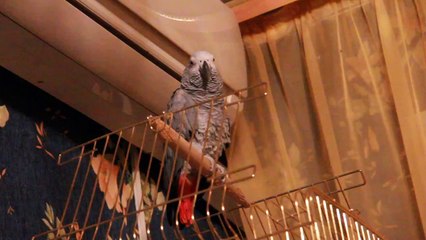 Parrot says sounds like a cat