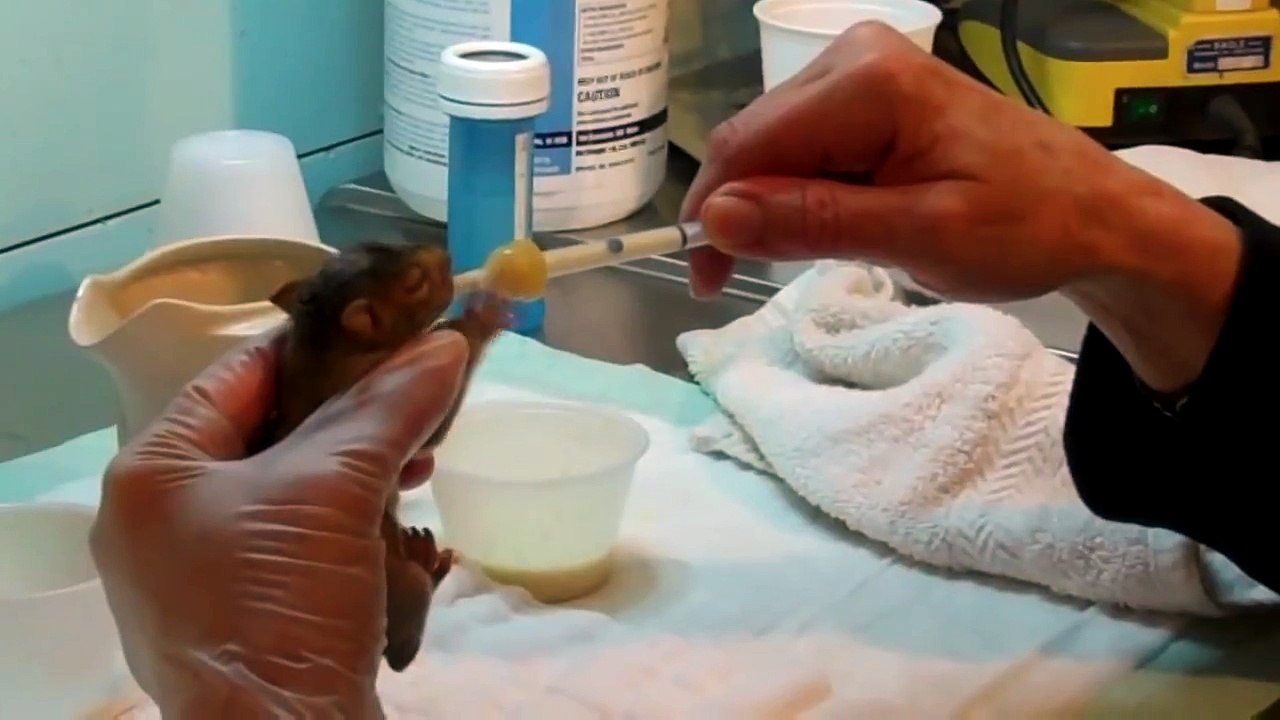 How to feed a baby squirrel