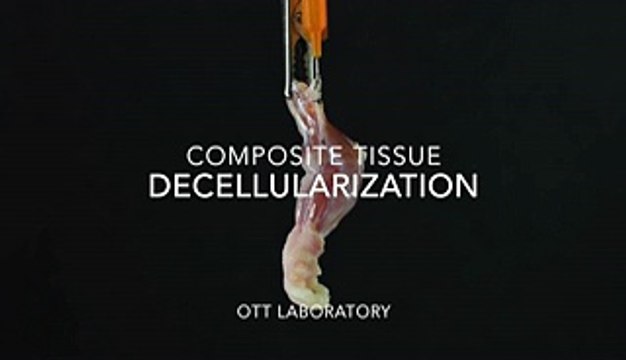 La première patte de rat cultivée en laboratoire